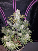 Girl Scout Cookies Auto
